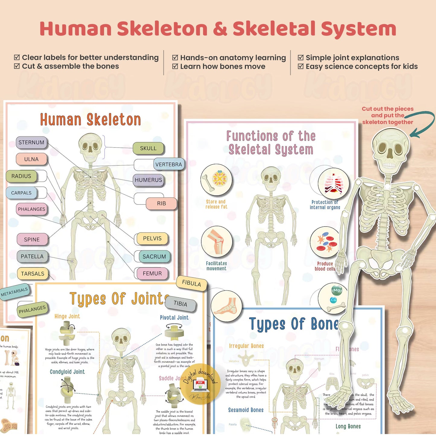 Human Anatomy Busy Book