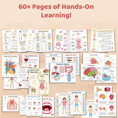 Human Anatomy Busy Book
