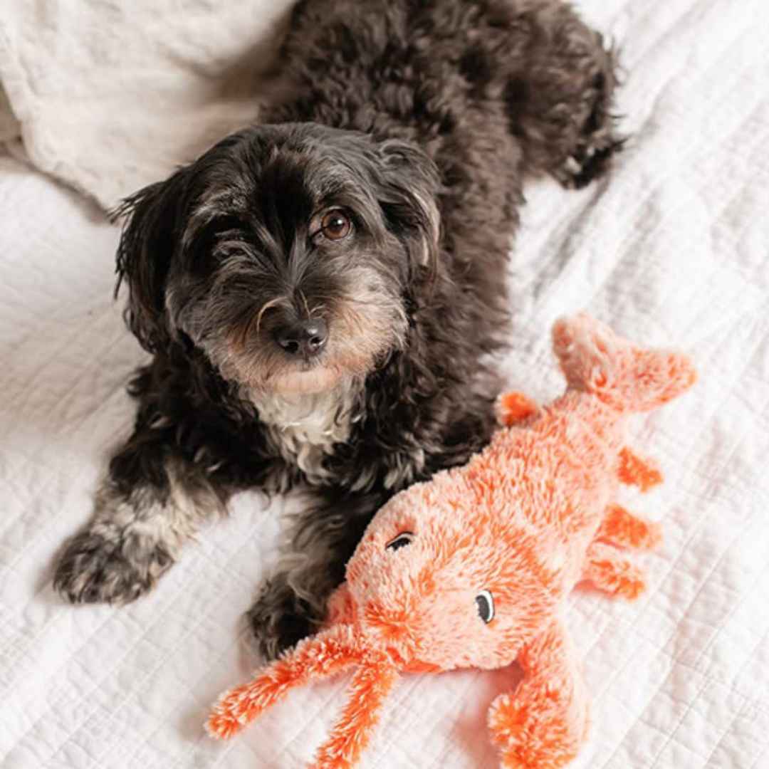 Floppy Lobster Interactive Dog Toy