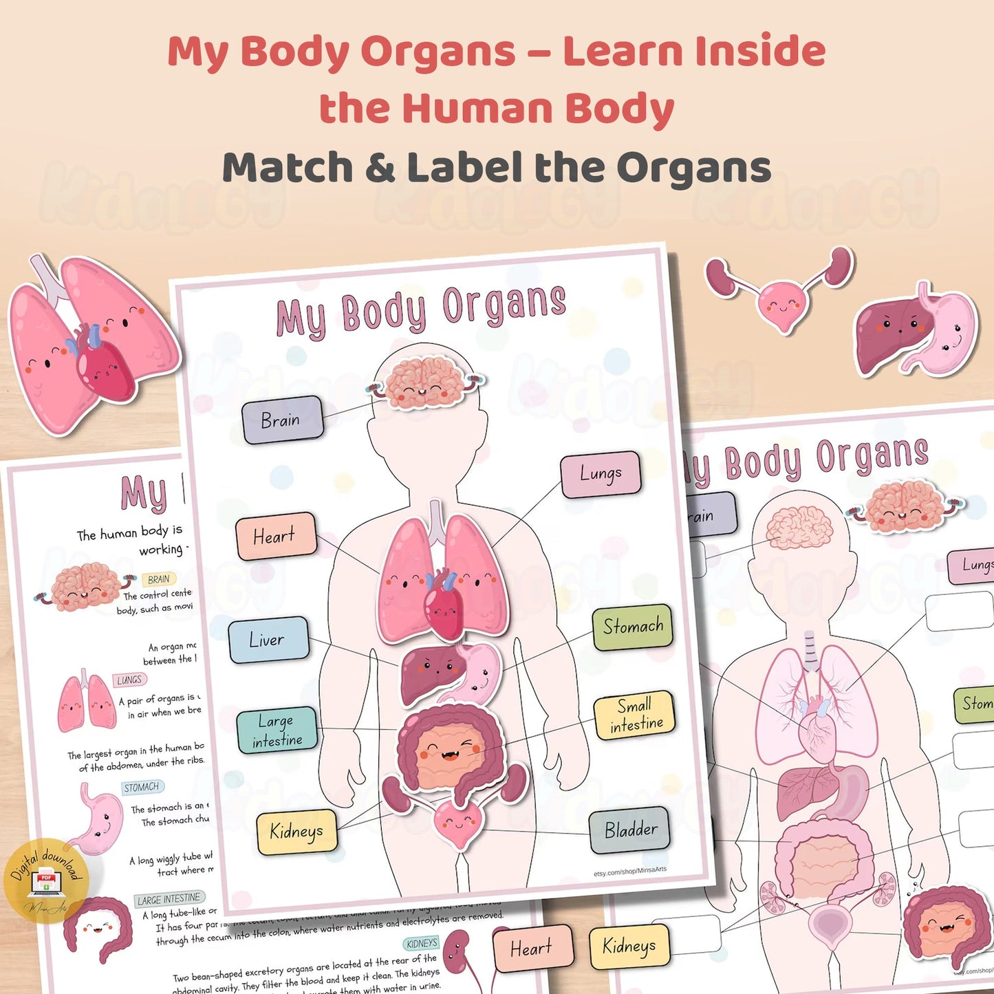 Human Anatomy Busy Book
