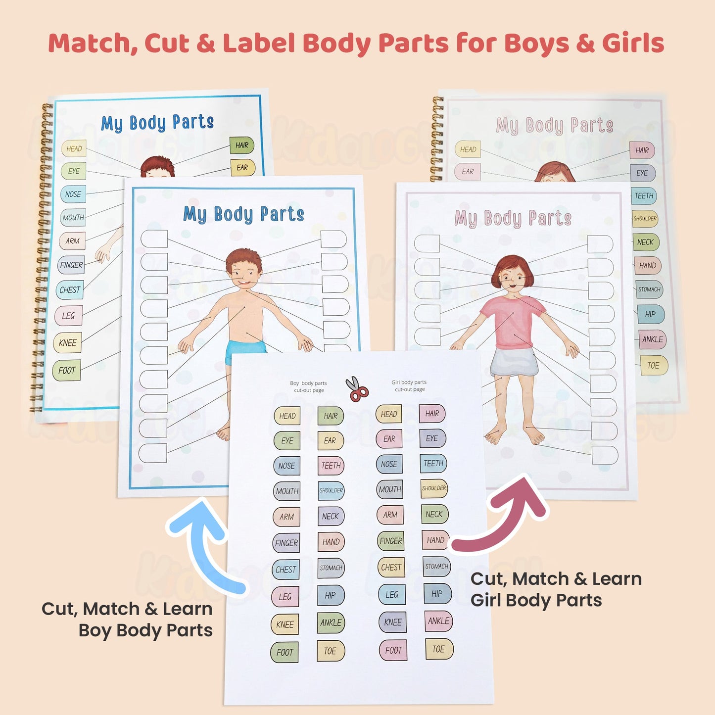 Human Anatomy Busy Book