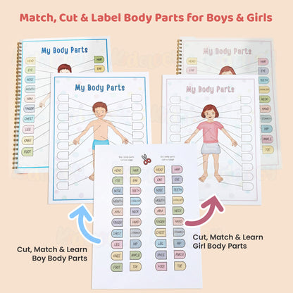 Human Anatomy Busy Book