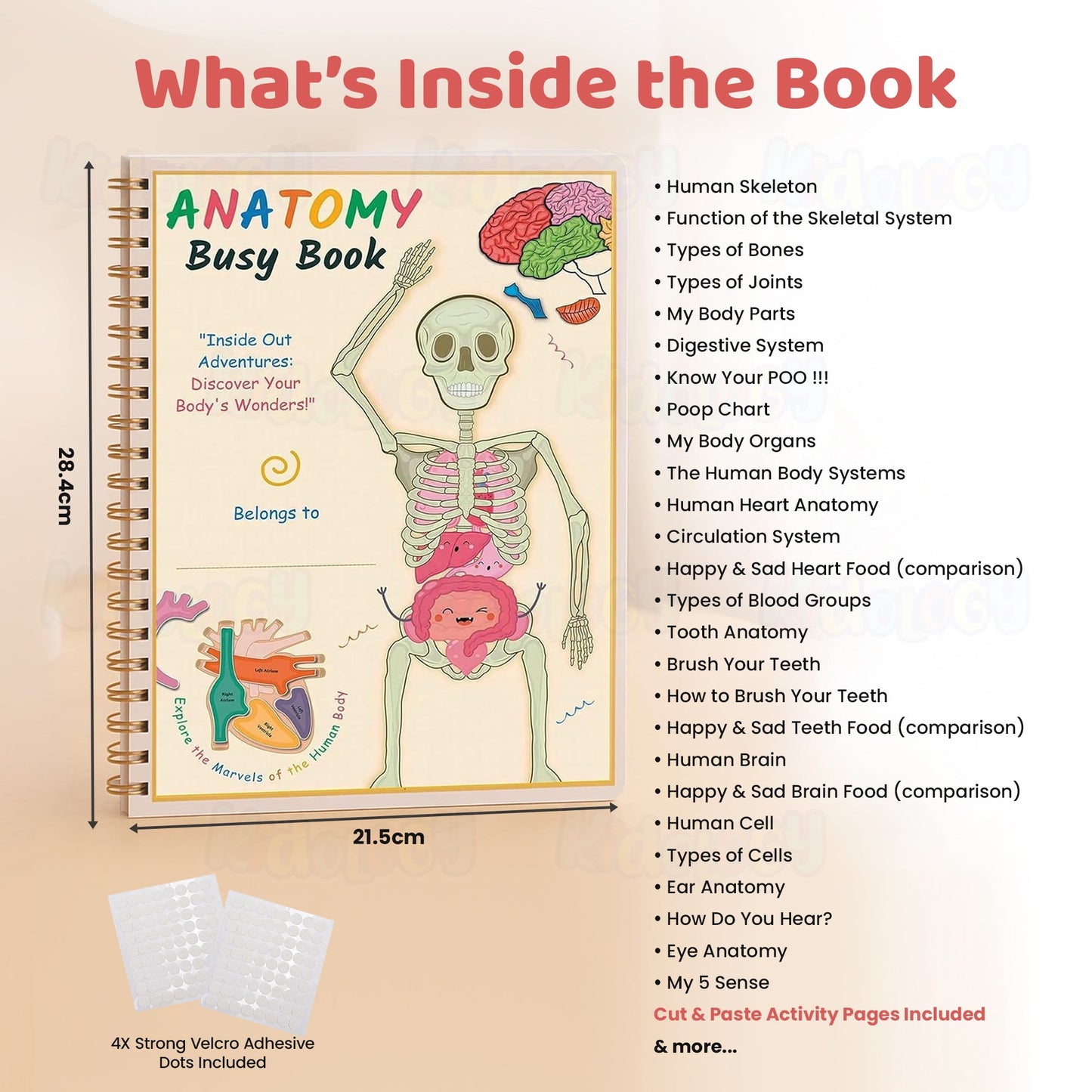 Human Anatomy Busy Book