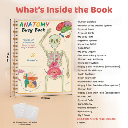 Human Anatomy Busy Book