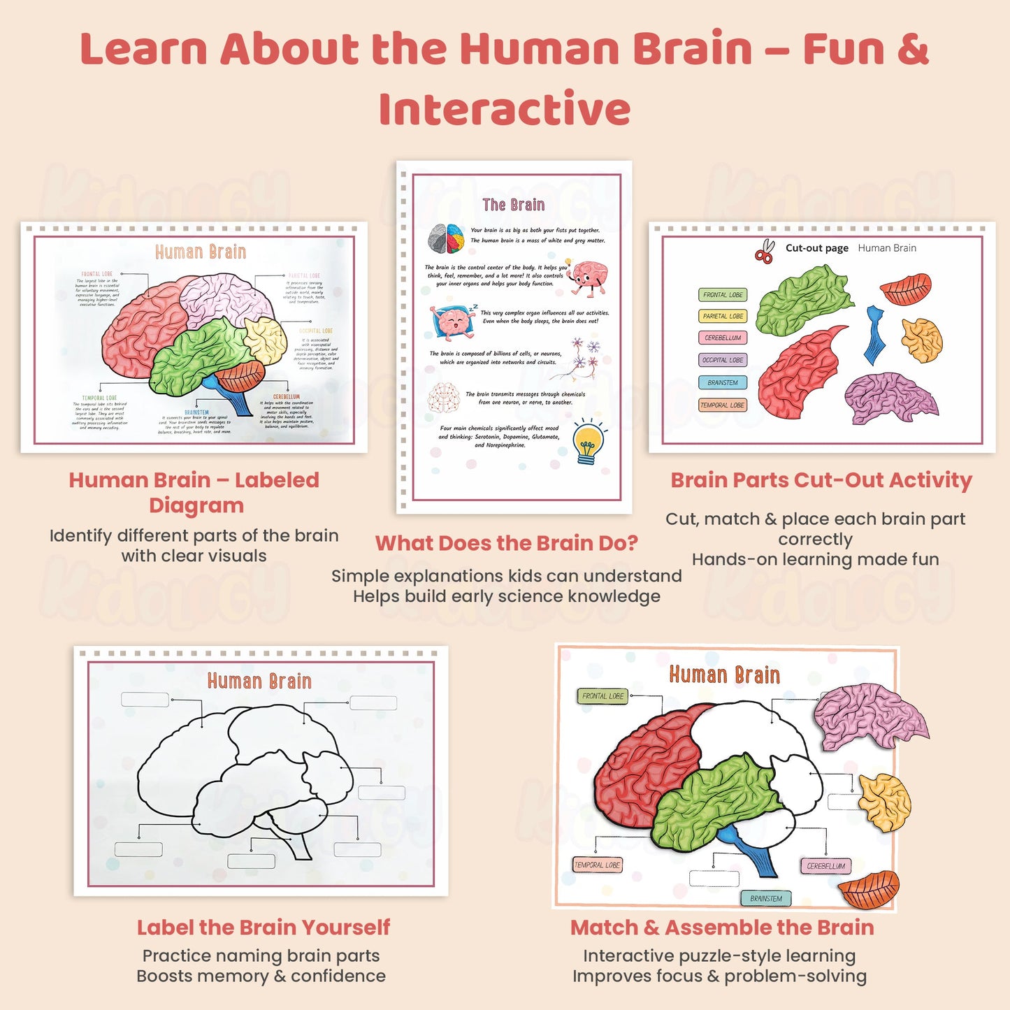 Human Anatomy Busy Book
