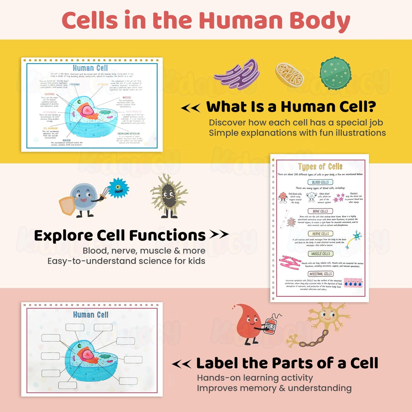 Human Anatomy Busy Book