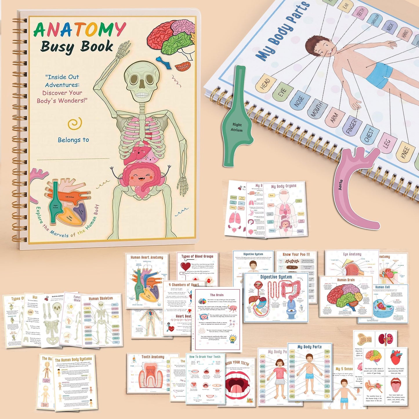 Human Anatomy Busy Book